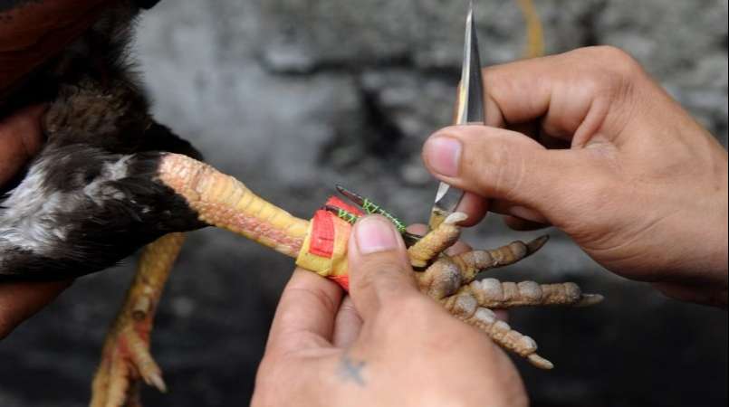 Đá gà cựa dao vẫn chưa được công nhận hợp pháp tại Việt Nam